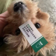 安妮世界第一帅