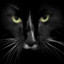 BadKitty