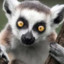 Conilius the Lemur