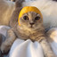 Lemon_Cat