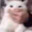 Cat milk
