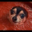 Chili_dog