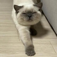 地球猫猫教主教