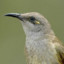 HONEYEATER