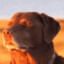 Wesson