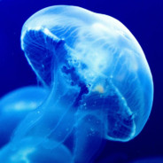 Another Jellyfish