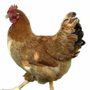 厉不厉害你家鸡