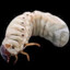 GRUB
