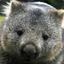 Sceptical Wombat