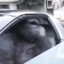 Gorilla in a coupe