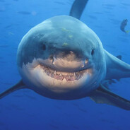 Shark