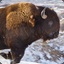 Bison