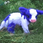 芙蓉王源不会遇到尼古丁真