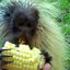 RampantPorcupine_