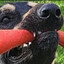 Hank the Dog
