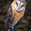 Owl (Accel)