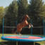Horse On A Trampoline