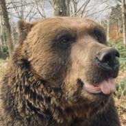 Grizzlie avatar