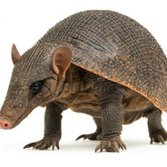 armadillo fucker