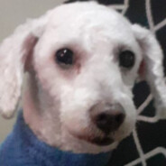 y ese perro de remierda