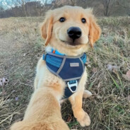 玩的菜就别起狙