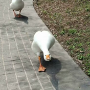 伟大全能张三科夫