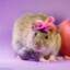 ♡ ✩ Rat °❀⋆