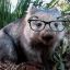 Professor Wombat