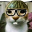 gato de oculos e melancia