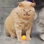 Катя болтовка