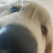 夹蛆蘸酱裹屎吃