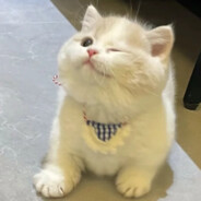 骑着鬼子赏樱花