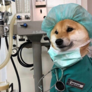 dogtor