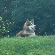 coconut corn husky