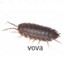 vova