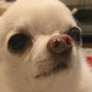 Sobakabarabaka
