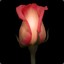 SolitaryRose