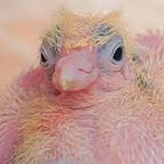 Dr Piegon's son