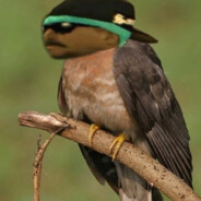 Dimon4ik MERCEDES-BENZ