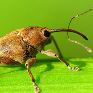 It's Weevil Time