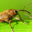 It's Weevil Time