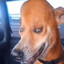 dogtaker