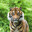 BengalinTikru