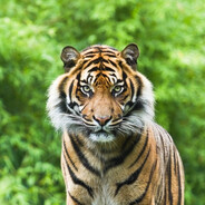 BengalinTikru