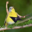 OiseauChonco