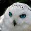 Snow Owl