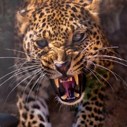 ｡◕‿◕｡ 𝔻 𝕎 𝕃