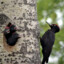 About 55 Woodpeckers