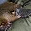 Horny Platypus