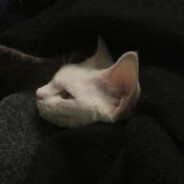 bili-晚安大魔王AoY